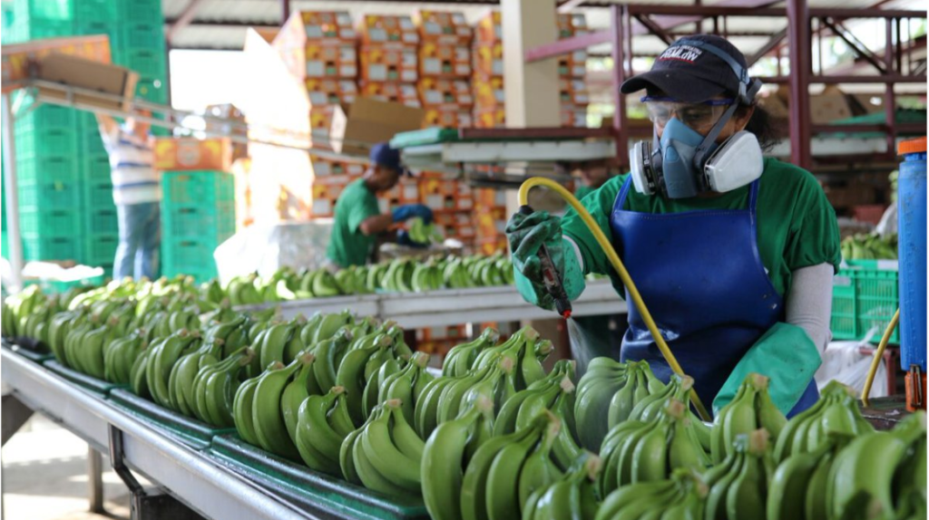 Exportaciones De Banano Registraron Decremento Del 2 87 Entre Enero Y