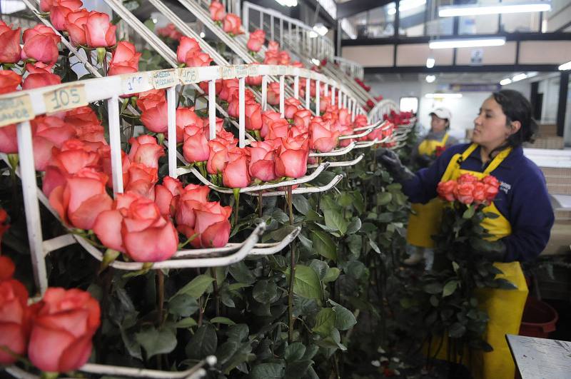 PREFERENCIAS ESTADOS UNIDOS