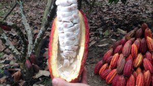 CACAO 1