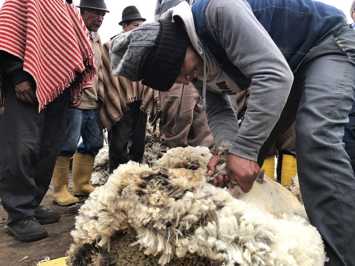 esquilado de ovejas
