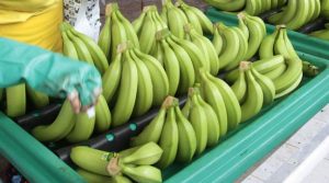 BANANO ECUATORIANO