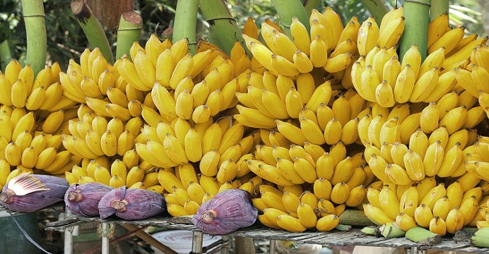 BANANO MAL DE PANAMÁ