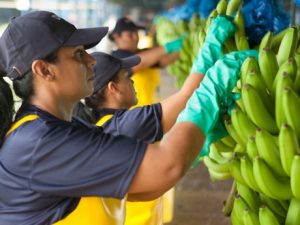 Chiquita GlobalBananas