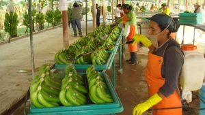banano-ebizor-asociacion-de-exportadores-de-banano-del-ecuador-El-2017-fue-un-buen-año-para-la-exportación-de-banano-desde-Ecuador-C