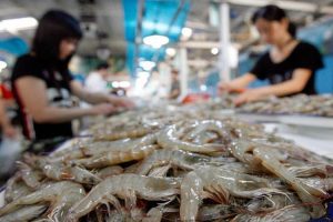 Cluster-Camaron-Industria-camaronera-de-ecuador-pesca-El-camarón-de-Ecuador-mostró-su-pote