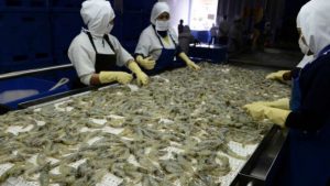 camaronecuador-678x381