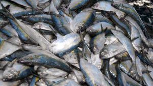 -_peces_pelagicos_pequenos_27682466