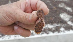 CACAO 2