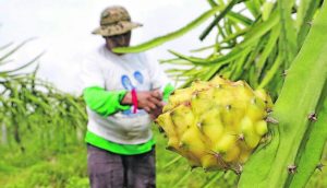 pitahaya