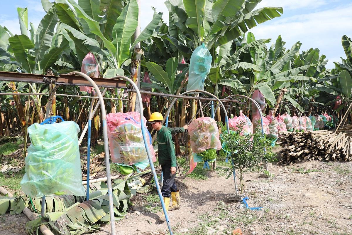 -_bananeras_32226603