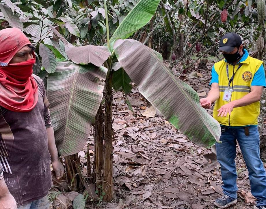 ceniza_cultivos_web_dos