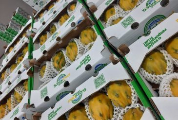 Pitahaya exportación