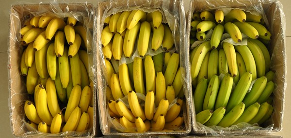 cajas-de-banano-1