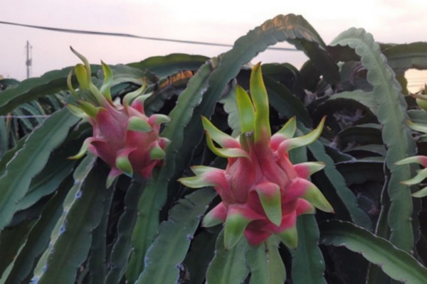 Reddragonfruitplantedited