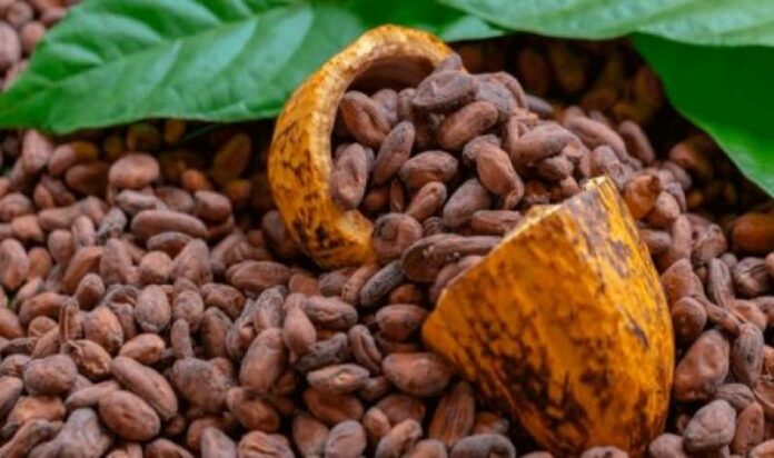 exportaciones-peruanas-de-cacao-batiran-record-en-volumen-y-34273-696x412