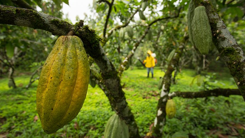 Producción-de-cacao