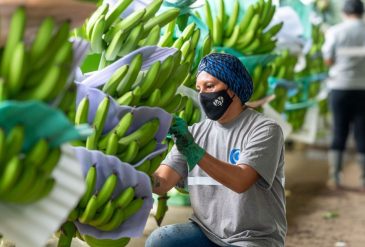 banano-exportaciones